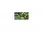 Preview: Photo Background - jungle - 20x10